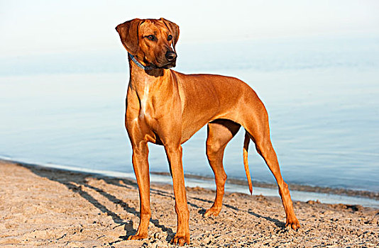 罗德西亚背脊犬,狗,海滩