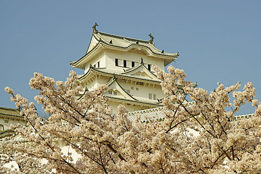 姬路城堡,春天,兵库,日本