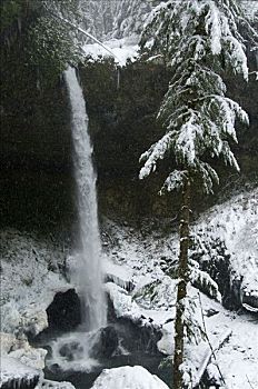 瀑布,树林,北方,银色瀑布州立公园,俄勒冈,美国