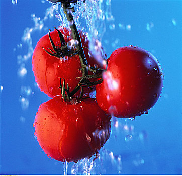 西红柿,藤蔓,自来水