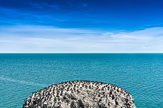 青海湖鸟岛