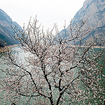 长江三峡西陵峡桃花盛开