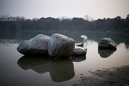 白鹭公园湖边石头