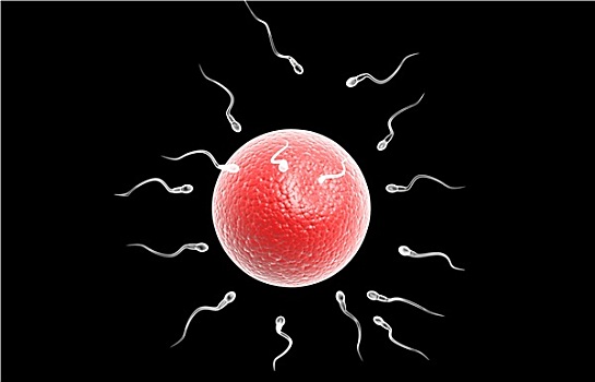 精子,卵,细胞,隔绝,背景