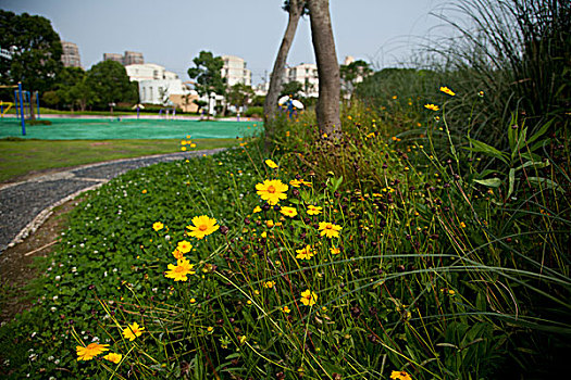 小野花