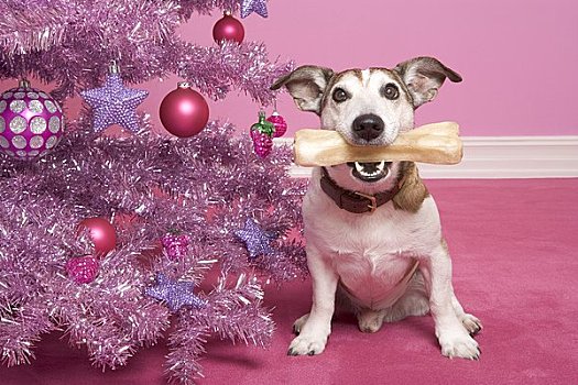狗,骨头,坐,靠近,圣诞树