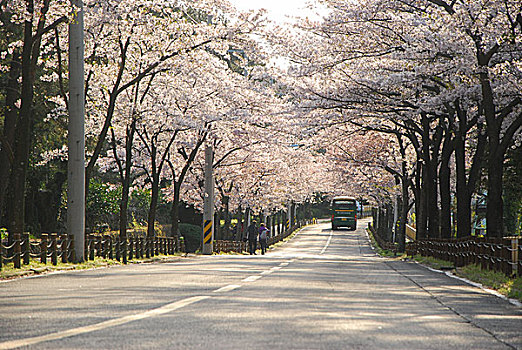 韩国樱花