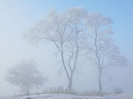 雾凇,树挂