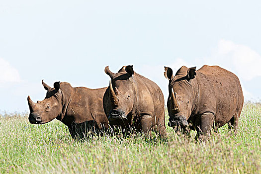 白犀牛,白犀,肯尼亚,非洲