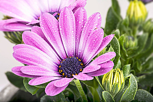 紫色,雏菊,遮盖,水滴