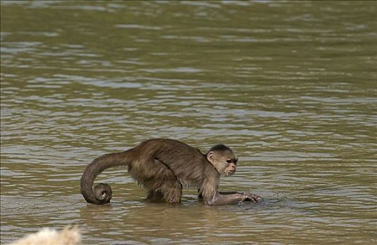 额卷尾猴,白额卷尾猴,觅食,食物,河,亚马逊雨林,厄瓜多尔