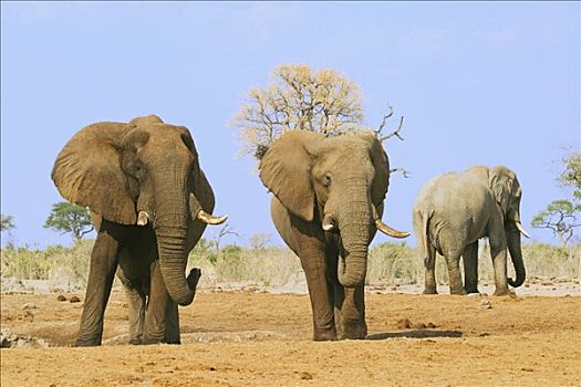 非洲,灌木,大象,非洲象,萨维提,水坑,乔贝国家公园,博茨瓦纳