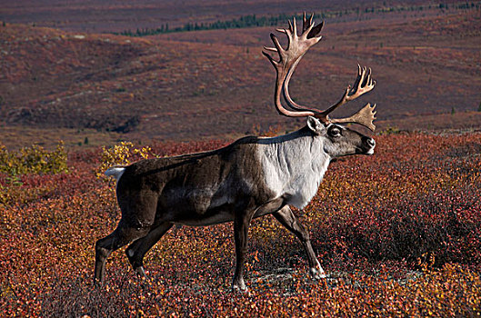 北美驯鹿,雄性动物,走,秋天,苔原,德纳里峰国家公园,阿拉斯加,北美,驯鹿属