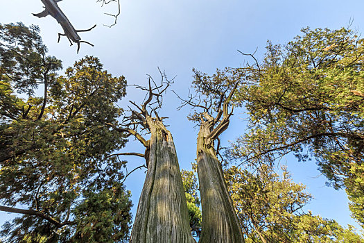 低视角拍摄山东曲阜孔庙里的古树