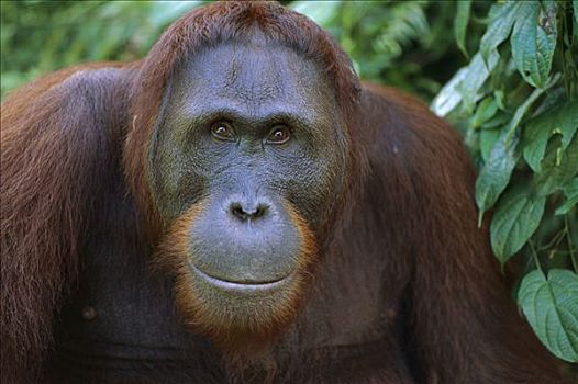 猩猩,黑猩猩,檀中埠廷国立公园,婆罗洲,马来西亚