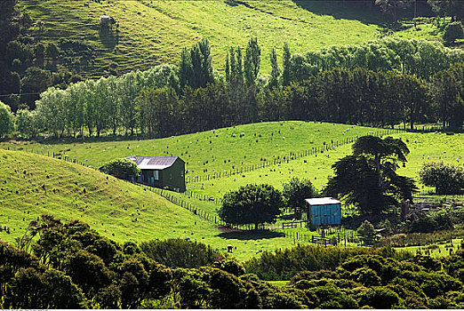 农田,怀希基岛,新西兰