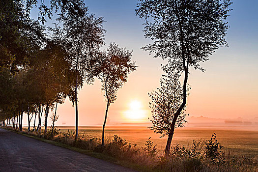 桦树,道路,早晨,亮光,下萨克森,德国,欧洲
