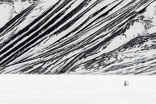 北极熊,西部,斯匹次卑尔根岛,斯瓦尔巴特群岛