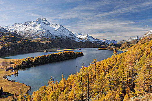 湖,树,秋天,圣莫里茨,地区,恩加丁,瑞士
