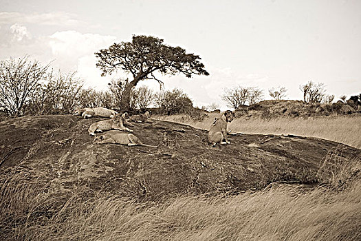 狮子,休息,石头,马赛马拉国家保护区,肯尼亚
