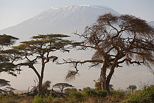 刺槐,山,乞力马扎罗山,安伯塞利国家公园,公园,肯尼亚