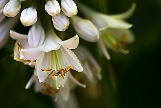 白色,花,玉簪属植物