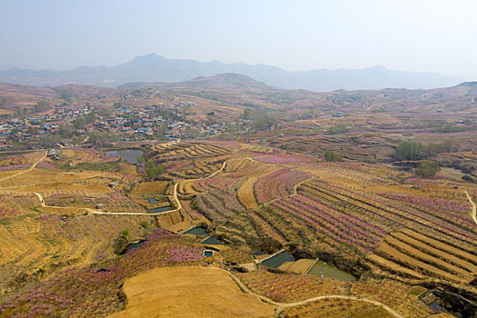 山东蒙阴乡村桃花