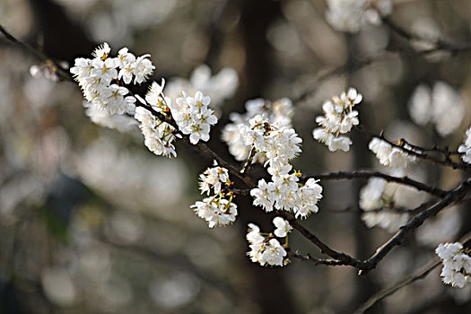 樱桃花