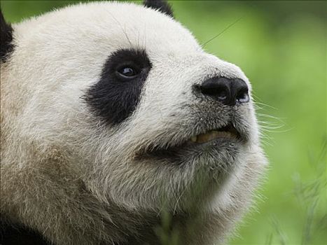 大熊猫,俘获,幼兽,中国