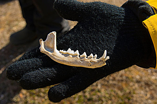 挪威,斯瓦爾巴特群島,顎骨,北極狐