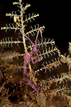 紫色,品种,骨骼,虾,图兰奔,巴厘岛,印度尼西亚