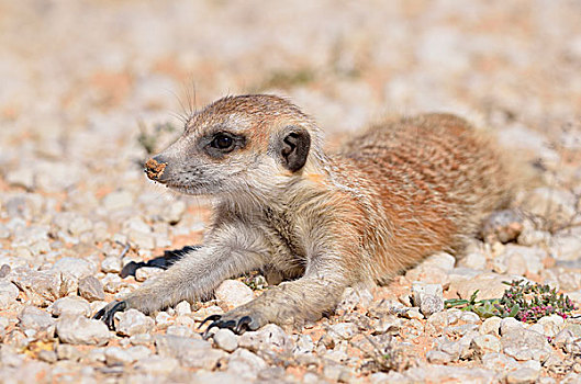 猫鼬,幼兽,雄性,躺下,砾石,卡拉哈迪大羚羊国家公园,北开普,南非,非洲