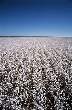 棉花,作物,就绪,丰收,澳大利亚