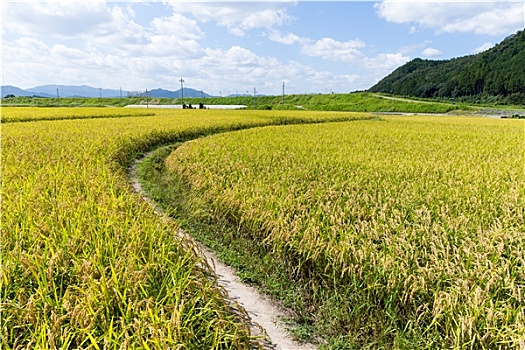 稻田,稻米,草地