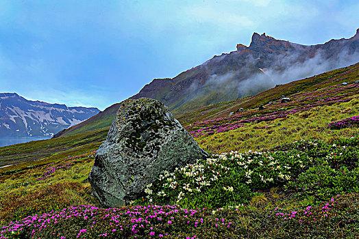 长白山高山花卉