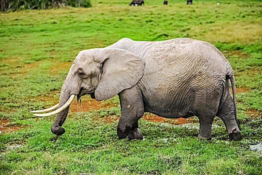 肯尼亚安博塞利国家公园野象生态环境
