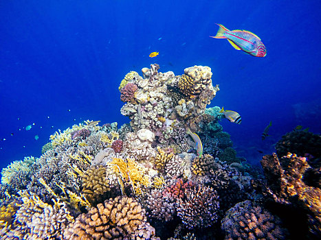 珊瑚,鱼,红海,埃及