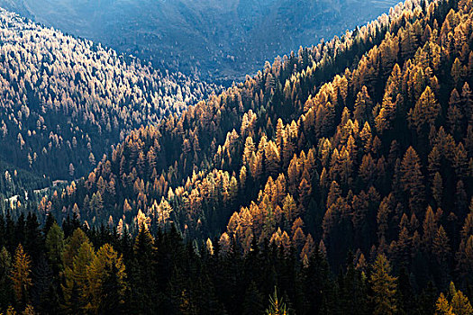 秋天,国家公园,卡林西亚,奥地利
