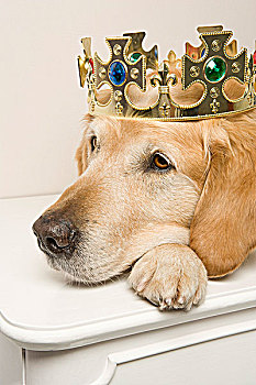 肖像,金毛猎犬,穿,皇冠