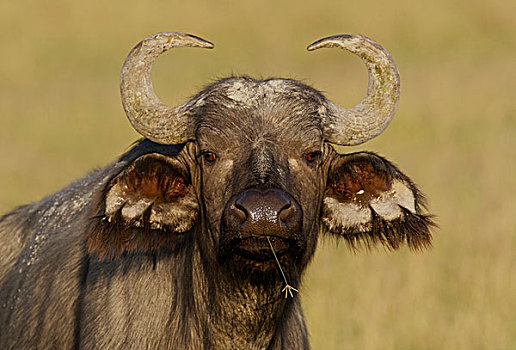 肯尼亚,纳库鲁湖国家公园,南非水牛,嫩枝,草,嘴