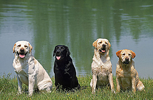 拉布拉多犬,成年,坐,靠近,水