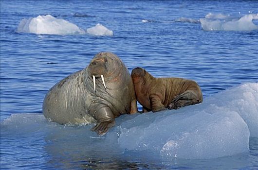 海象,父母,幼兽,浮冰,斯匹次卑尔根岛,挪威