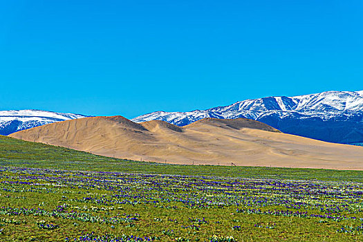 草原,山花,沙山,雪山构成一幅仙境般的美景