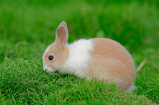 迷你兔,兔豚鼠属,幼兽,牧场,北莱茵威斯特伐利亚,德国,欧洲