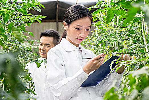 正在大棚里进行科学研究的青年男女