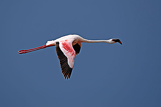 小红鹳,飞,纳库鲁湖国家公园,肯尼亚