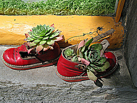 多汁植物,小,红色,鞋