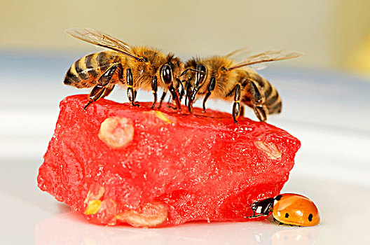 蜜蜂,意大利蜂,瓢虫,七星瓢虫,块,瓜