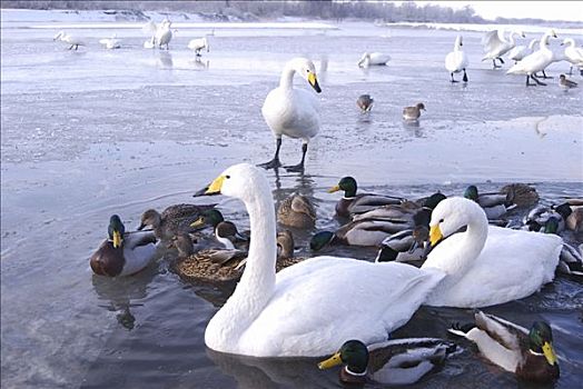 天鹅,鸭子,河,冬天,冰,日本,亚洲