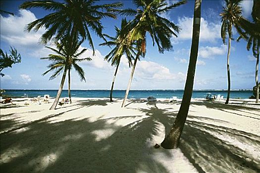 海滩,白沙,棕榈树,巴巴多斯